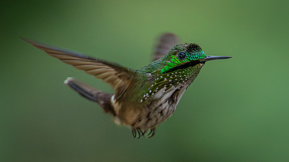 Festive Coquette (Lophornis chalybeus)