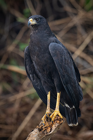 Great Black Hawk (Buteogallus urubitinga)