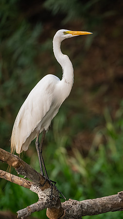 Great Egret (Ardea alba)