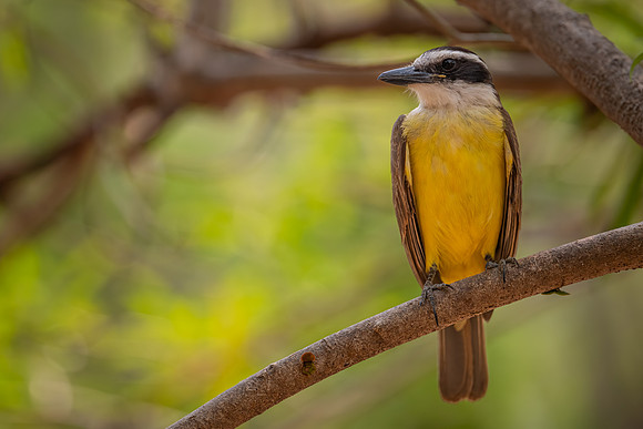 Great Kiskadee (Pitangus sulphuratus)
