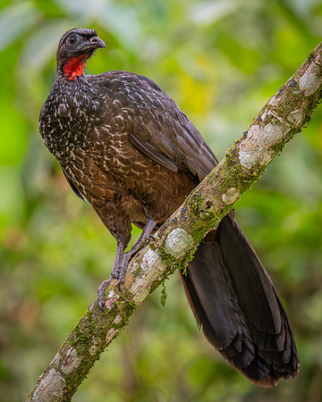 Dusky-legged Guan (Penelope obscura)
