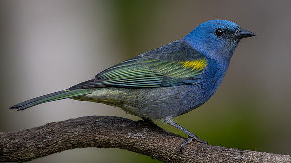 Golden-chevroned Tanager (Thraupis ornata)