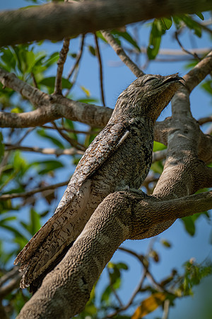 Great Potoo (Nyctibius grandis)