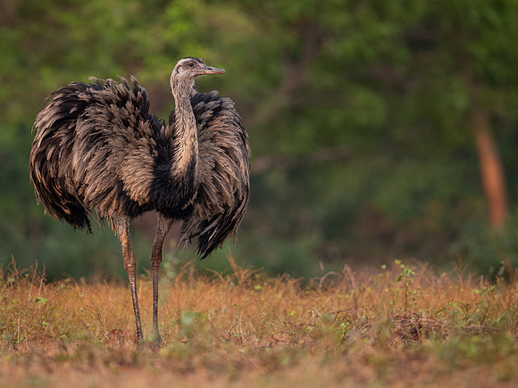Greater Rhea (Rhea americana)