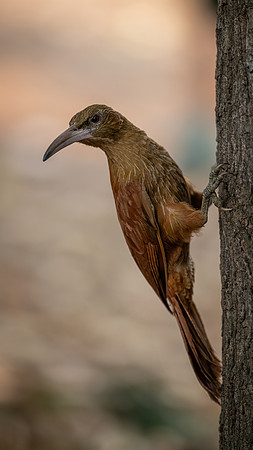 Great Rufous Woodcreeper (Xiphocolaptes major)