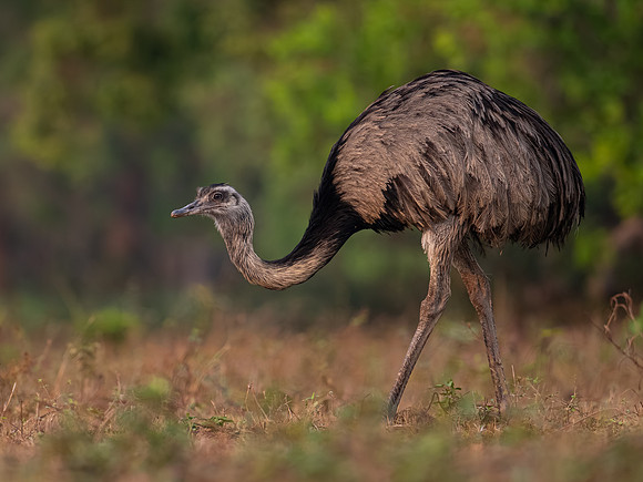 Greater Rhea (Rhea americana)