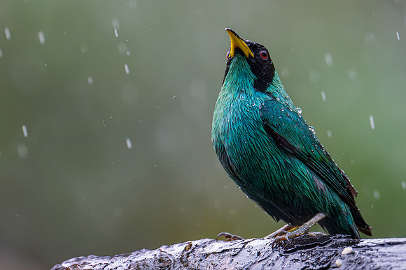 Green Honeycreeper (Chlorophanes spiza)