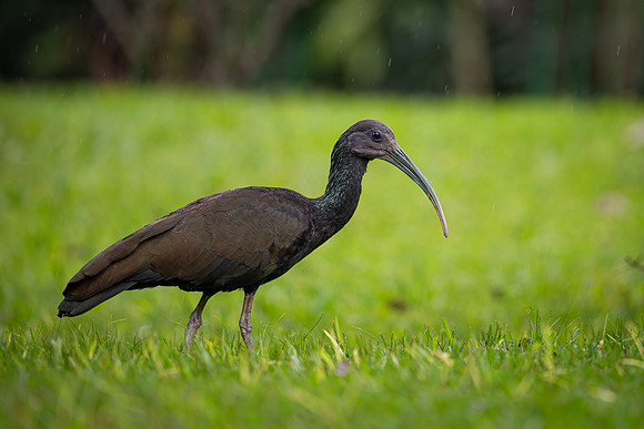 Green Ibis (Mesembrinibis cayennensis)