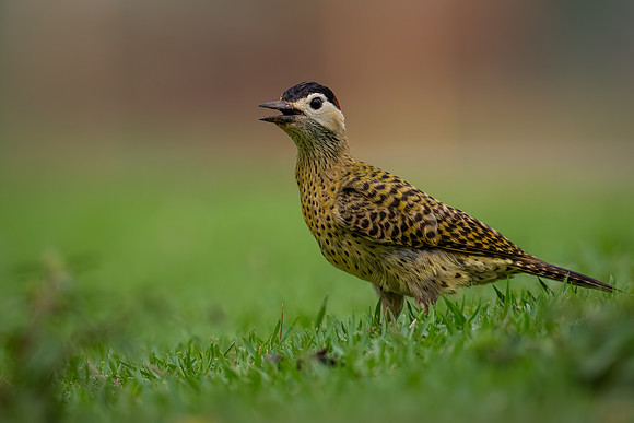 Green-barred Woodpecker (Colaptes melanochloros)