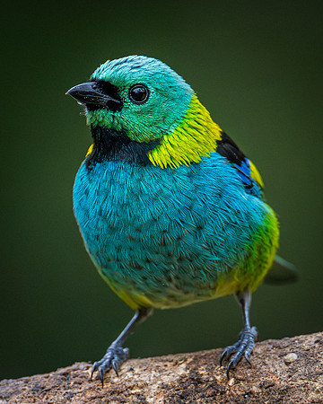 Green-headed Tanager (Tangara seledon)