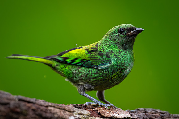 Green-headed Tanager (Tangara seledon)