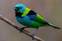 Brazil Birds