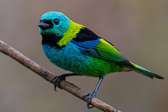 Green-headed Tanager (Tangara seledon)