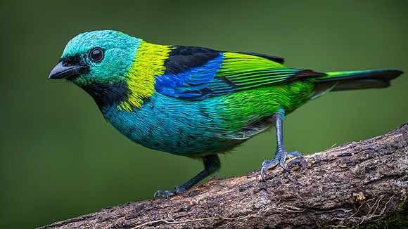 Green-headed Tanager (Tangara seledon)