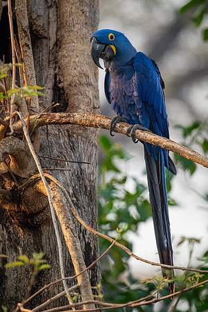 Hyacinth Macaw (Anodorhynchus hyacinthinus)