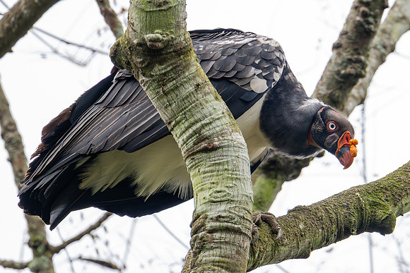 King Vulture (Sarcoramphus papa)