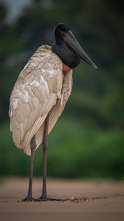 Jabiru (Jabiru mycteria)