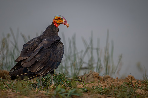 Lesser Yellow-headed Vulture (Cathartes burrovianus)