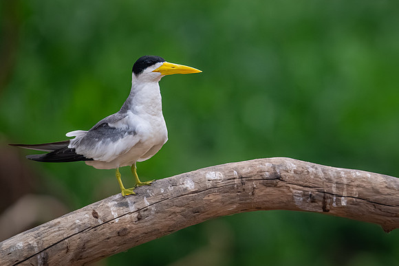 Large-billed Tern (Phaetusa simplex)