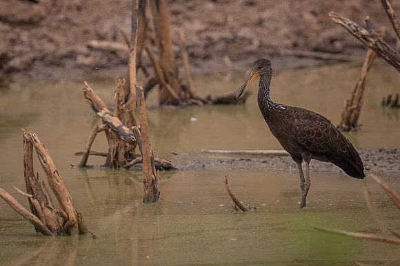 Limpkin (Aramus guarauna)
