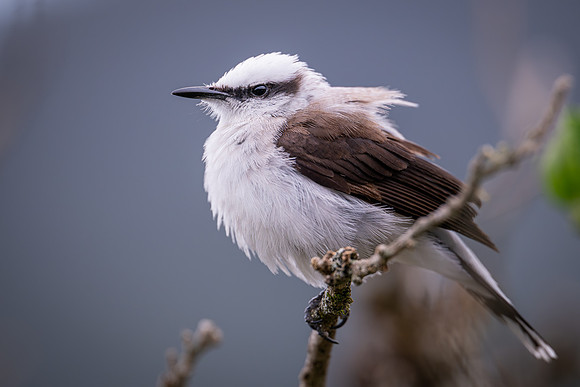 Masked Water-tyrant (Fluvicola nengeta)