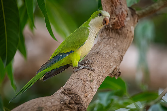 Monk Parakeet (Myiopsitta monachus)