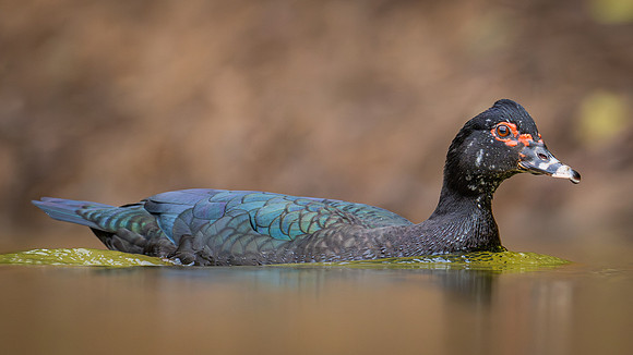 Muscovy Duck (Cairina moschata)