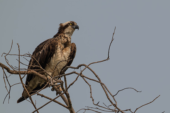 Osprey (Pandion haliaetus)