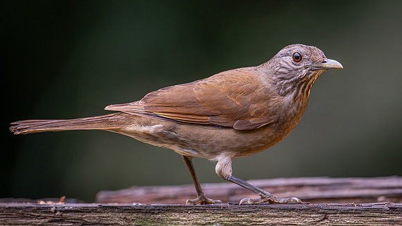 Pale-breasted Thrush (Turdus leucomelas)