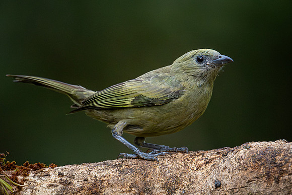 Palm Tanager (Thraupis palmarum)