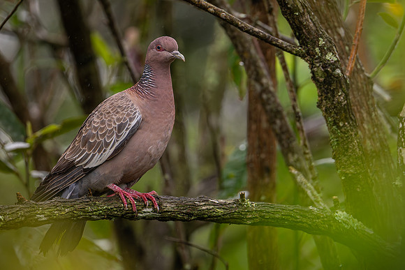 Picazuro Pigeon (Patagioenas picazuro)