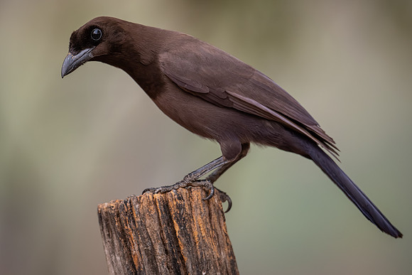 Purplish Jay (Cyanocorax cyanomelas)