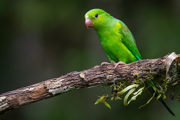 Plain Parakeet (Brotogeris tirica)