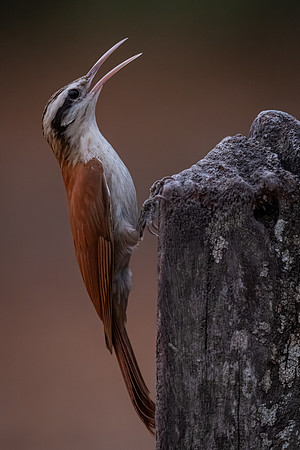 Narrow-billed Woodcreeper (Lepidocolaptes angustirostris)