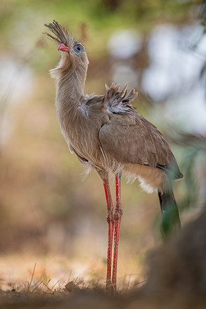 Red-legged Seriema (Cariama cristata)
