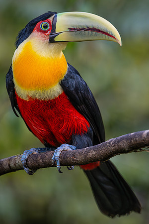 Red-breasted Toucan (Ramphastos dicolorus)