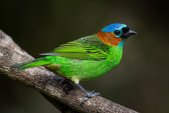 Red-necked Tanager (Tangara cyanocephala)