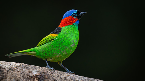 Red-necked Tanager (Tangara cyanocephala)