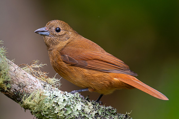 Ruby-crowned Tanager (Tachyphonus coronatus)