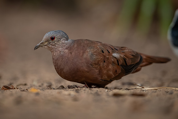 Ruddy Ground Dove (Columbina talpacoti)