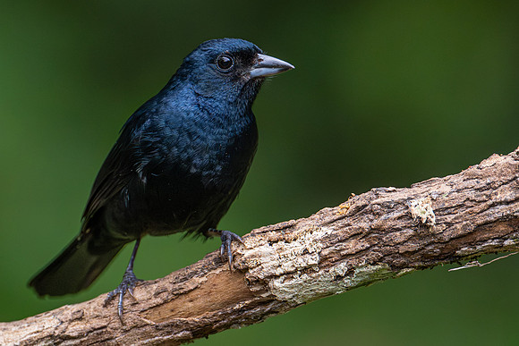 Ruby-crowned Tanager (Tachyphonus coronatus)