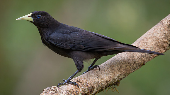 Red-rumped Cacique (Cacicus haemorrhous)