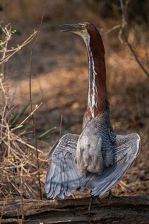 Rufescent Tiger-heron (Tigrisoma lineatum)