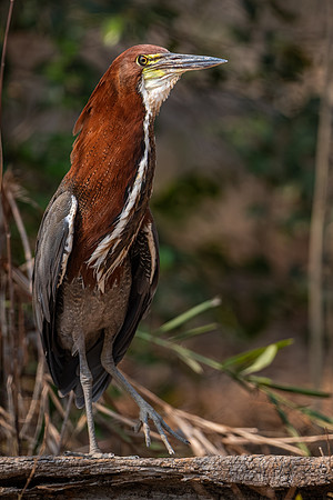 Rufescent Tiger-heron (Tigrisoma lineatum)