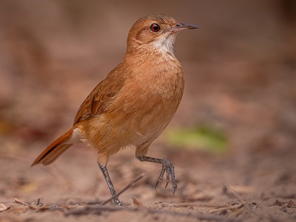Rufous Hornero (Furnarius rufus)