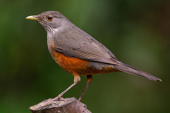Rufous-bellied Thrush (Turdus rufiventris)