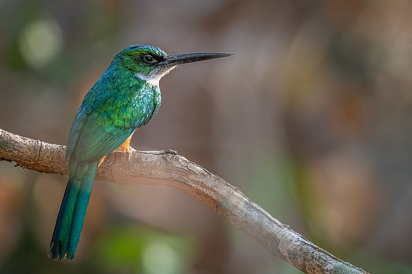 Rufous-tailed Jacamar (Galbula ruficauda)