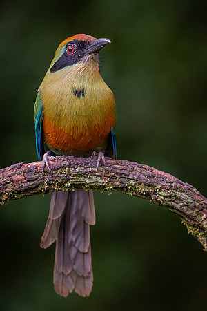 Rufous-capped Motmot (Baryphthengus ruficapillus)