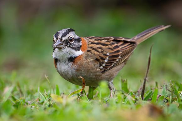 Rufous-collared Sparrow (Zonotrichia capensis)
