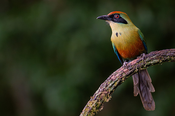 Rufous-capped Motmot (Baryphthengus ruficapillus)